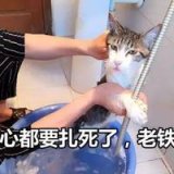 打开猫咪表情包的正确方式