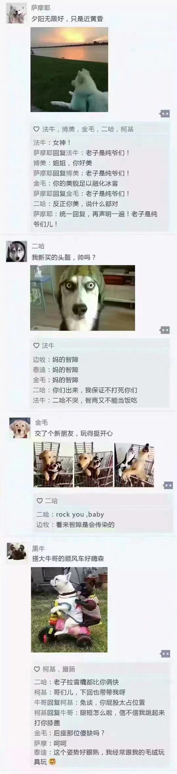 狗狗的小世界