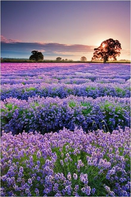 花花世界 唯美风景图片