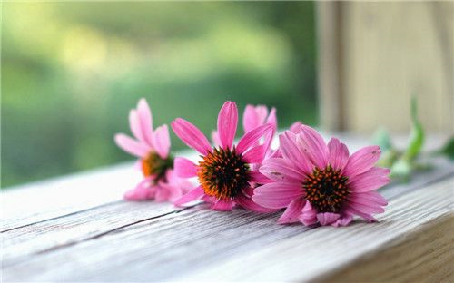 繁花似锦觅安宁，淡云流水度此生。