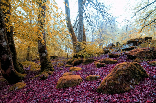 意境风落叶繁花的风景图片