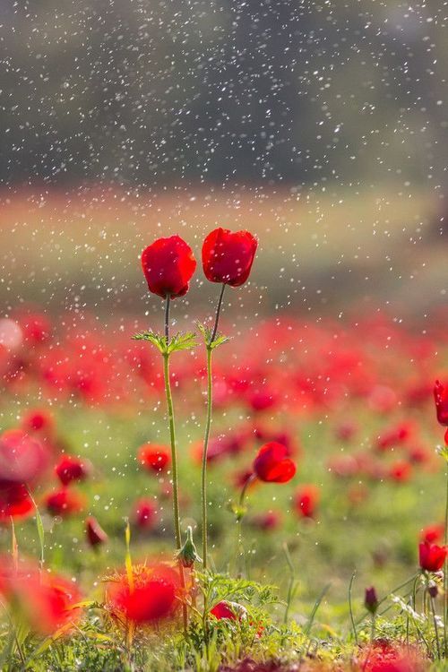 雨中的lomo美景唯美图片