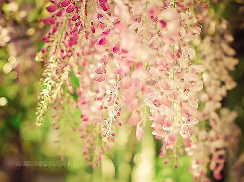 美丽神奇的花世界