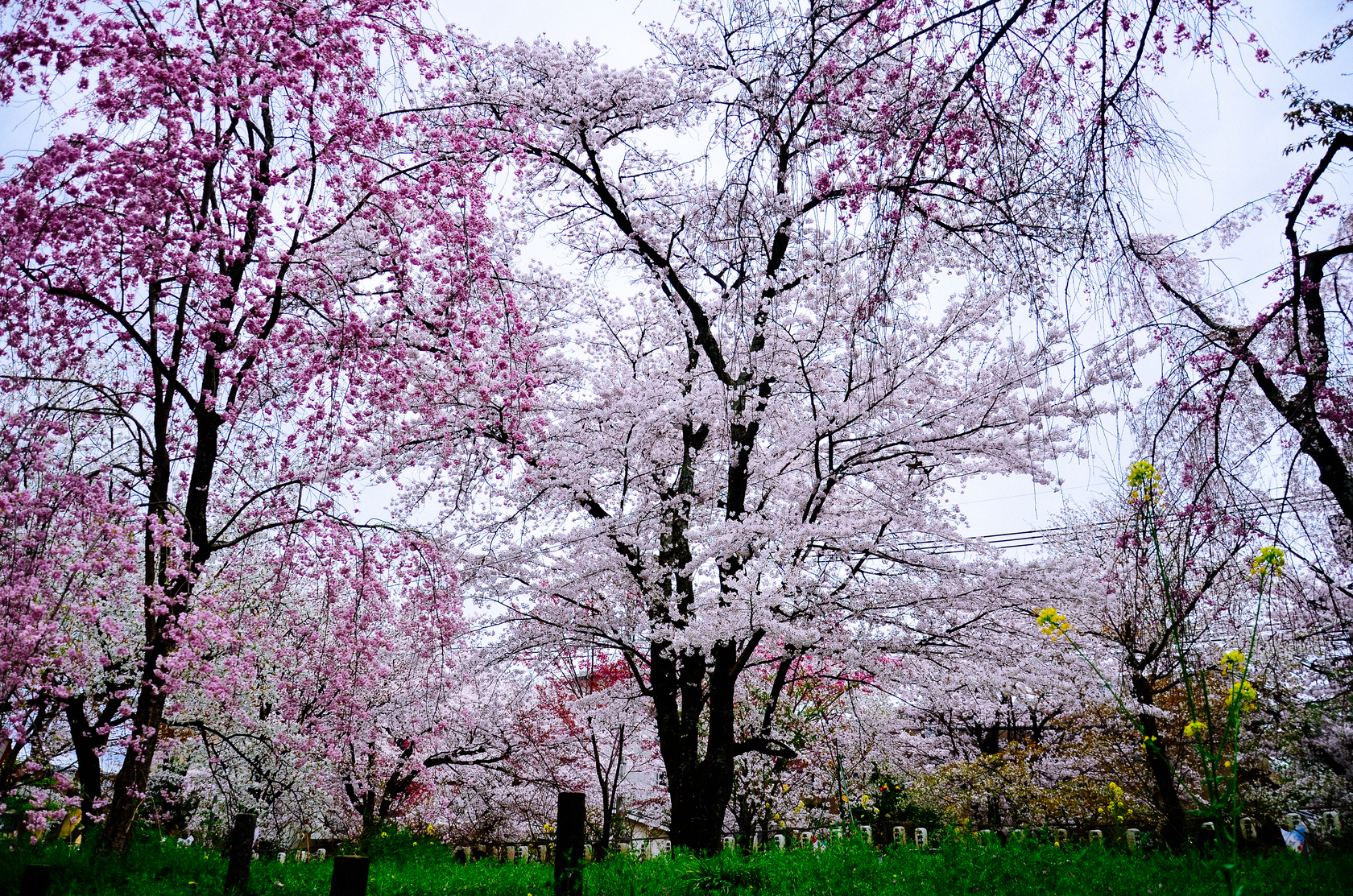 樱花树