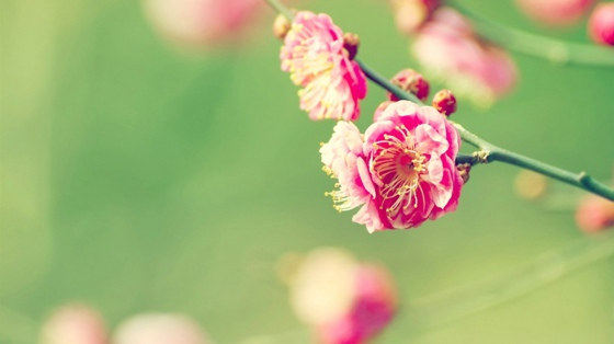 待浮花浪蕊俱尽，伴君幽独