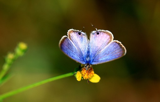 油菜花唯美意境图片