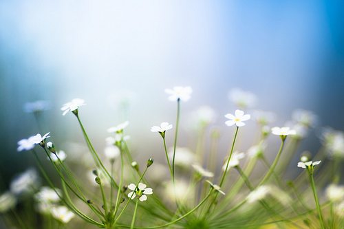 陌上花开 唯美图片