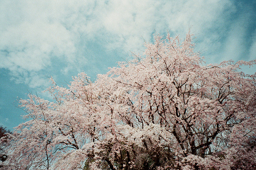 花轻似梦 自由自在