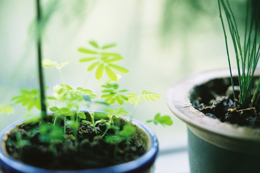 清新唯美的lomo绿色植物图片