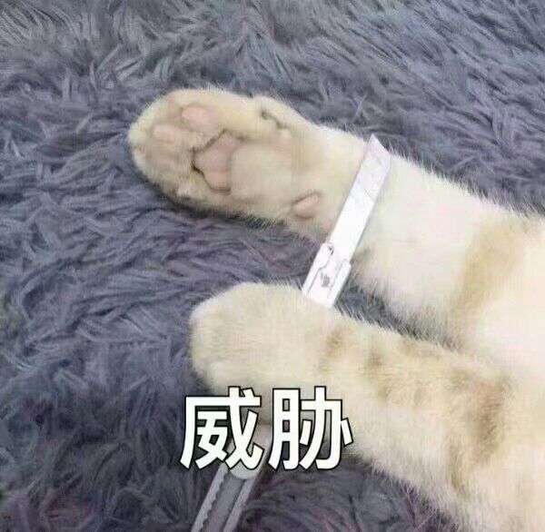 见过很多猪，还是你最可爱