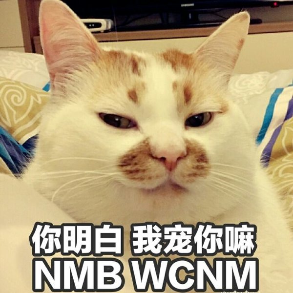 一条萌猫可爱表情包合集